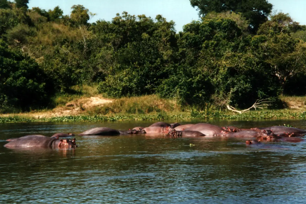 15 Days Big Five Safari Gorilla, Chimp And Wildlife